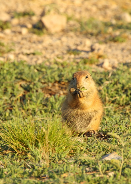 Black-tailed prairie dog 2AM-105865_7D small