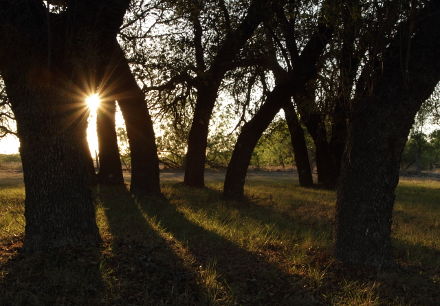Oak Trees at Roosevelt Church 2AM-106046_7D small