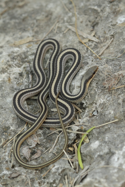 Patchnose snake 2AM-107366_7D small