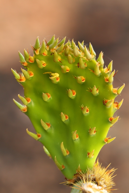 Prickly Pear Cactus 2AM-105314_7D small