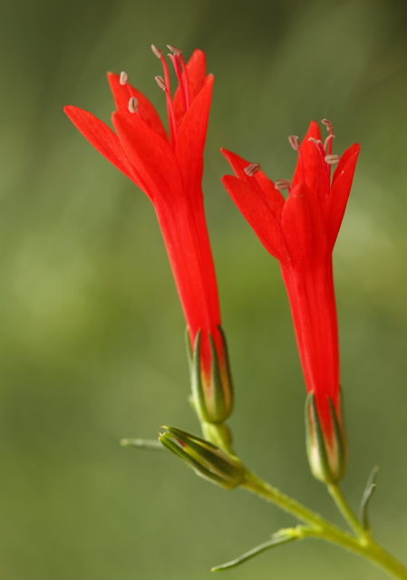 Standing Cypress 2AM-105358_7D small