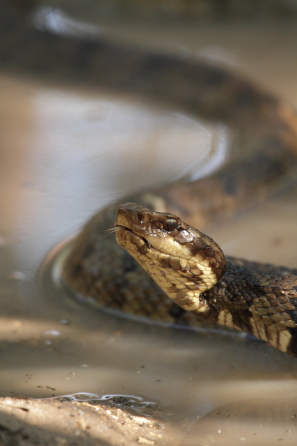 Water Moccasin 2AM-107392_7D small