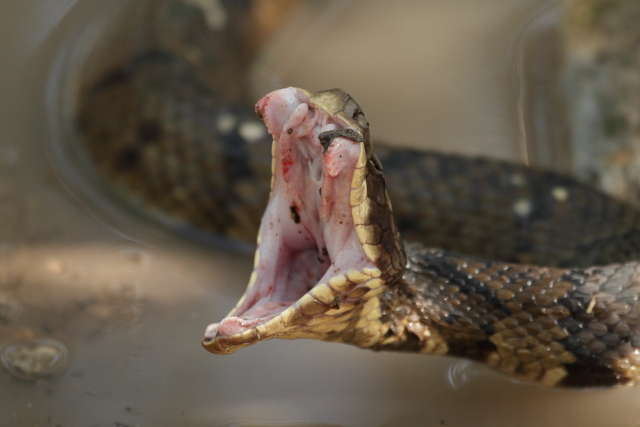 Water Moccasin 2AM-107444_7D small