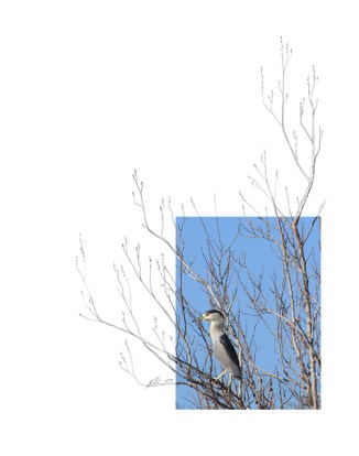 Black-crowned-Night-Heron-2AM-3870_FINAL