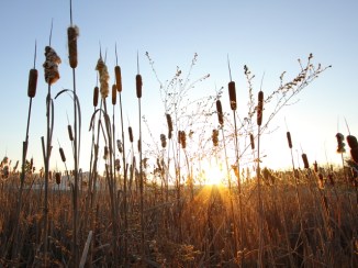 Cattails 2AM-109295_7D_blog