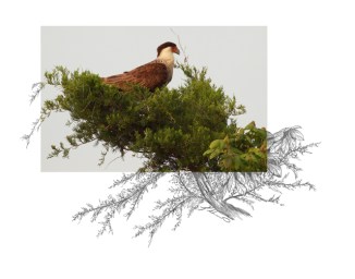 Crested-Caracara-2AM-7115_FINAL