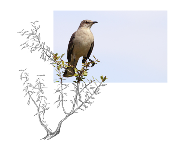 Northern-Mockingbird-2AM-5645_FINAL