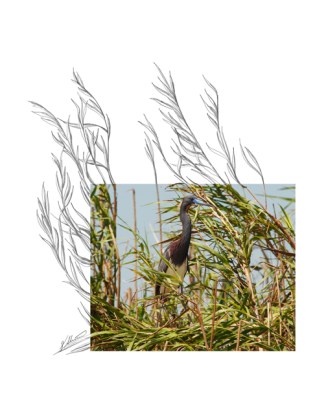 Tricolored-Heron-2AM-6839_FINAL