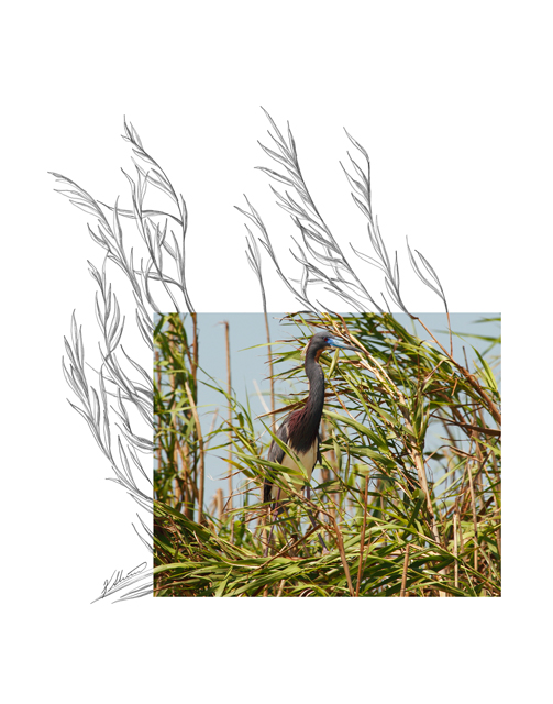 Tricolored-Heron-2AM-6839_FINAL