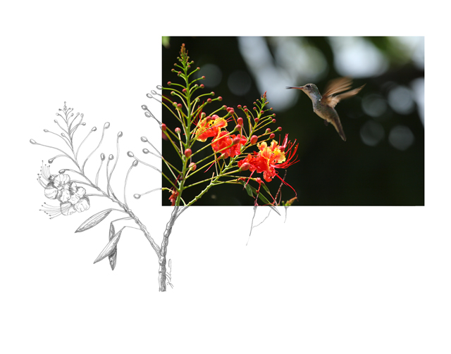 White-bellied-Emerald-2AM-9400_FINAL