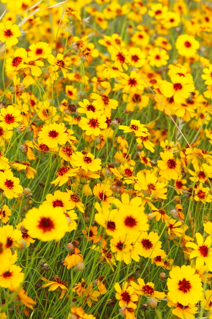 Coreopsis 2AM-110452_7D