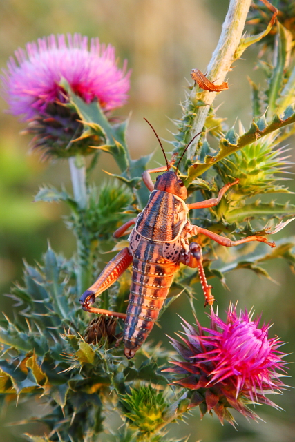 Locust and Thistle 2AM-110423_7D