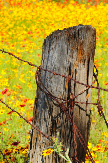 Ranch Wildflowers and Fence 2AM-110532_7D