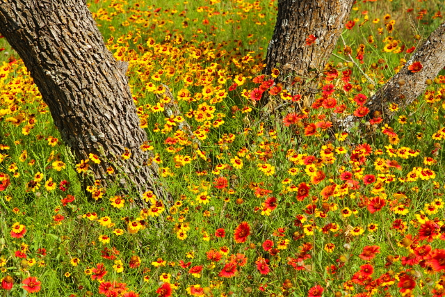 Ranch Wildflowers and Trees 2AM-110522_7D