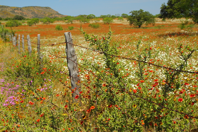Wildflowers and Fence 2AM-110506_7D