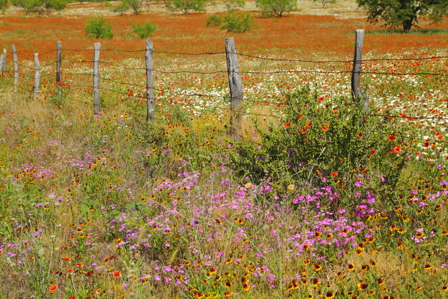 Wildflowers and Fence 2AM-110507_7D