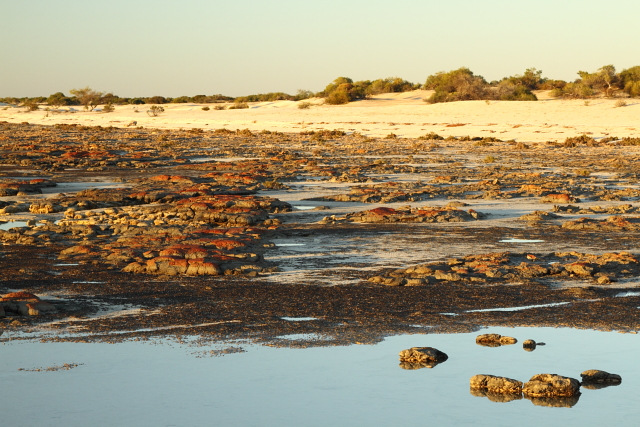 Stromatolites - Hamlin Pool 2AM-111117_7D_blog