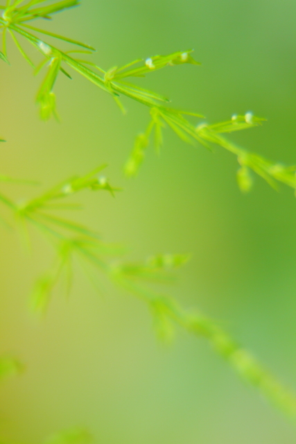 Asparagus Fern 2AM-112103_7D