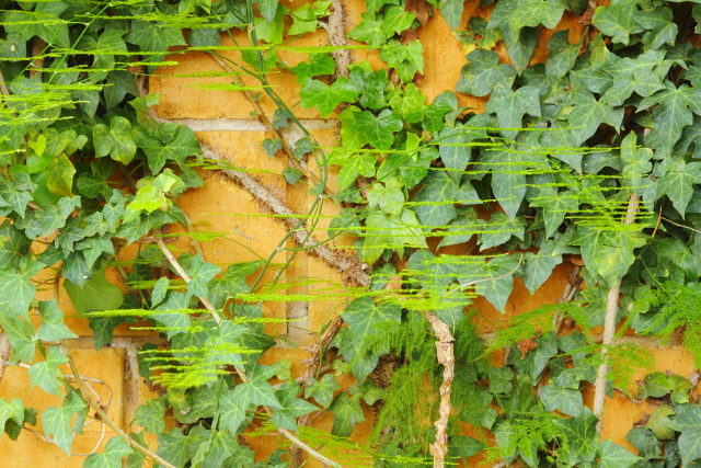 Ferns Vines and Lines 2AM-112099_7D