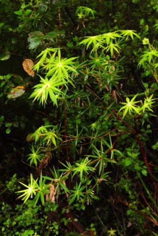 Flowers 2AM-112716_7D