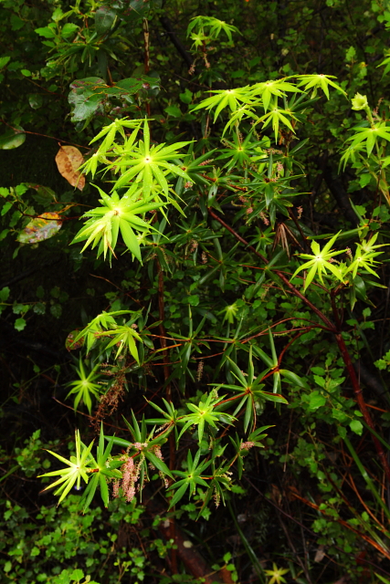 Flowers 2AM-112716_7D