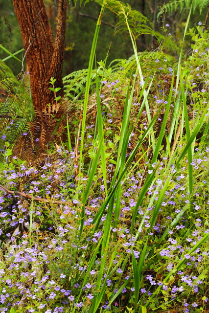 Flowers 2AM-112717_7D