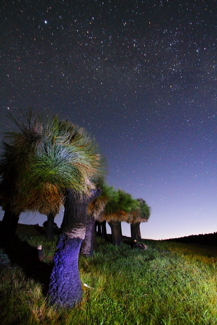 Grass Tree Lightpainting 2AM-112325_7D