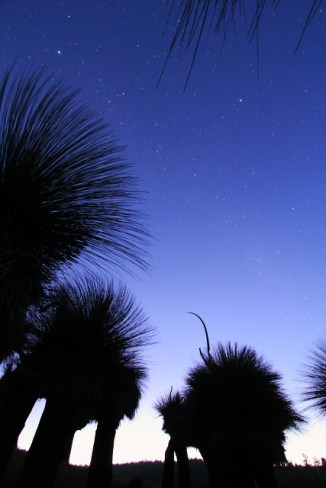 Grass Tree Lightpainting 2AM-112328_7D