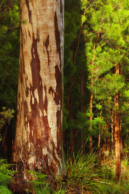 Karri Tree 2AM-112698_7D