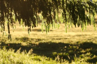 Morning Grass 2AM-29905Canon 7D with Canon 24-105mm f/4 lens.© Andrew and Allison McInnes/2AM Photography. All rights reserved.