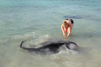 Smooth Stingray - Hamelin Bay 2AM-113530_7D_Facebook