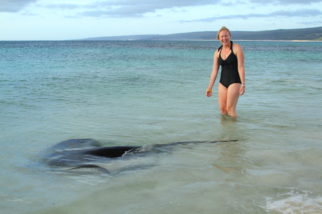 Smooth Stingray - Hamelin Bay 2AM-113560_7D