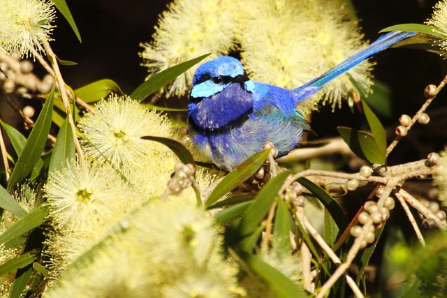 Splendid Fairy-wren 2AM-30032Canon 30D with Canon 100-400mm f/4.5-5.6L lens.© Andrew and Allison McInnes/2AM Photography. All rights reserved.