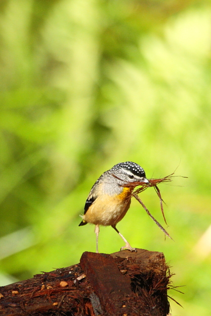 Spotted Pardalote 2AM-30289_30D