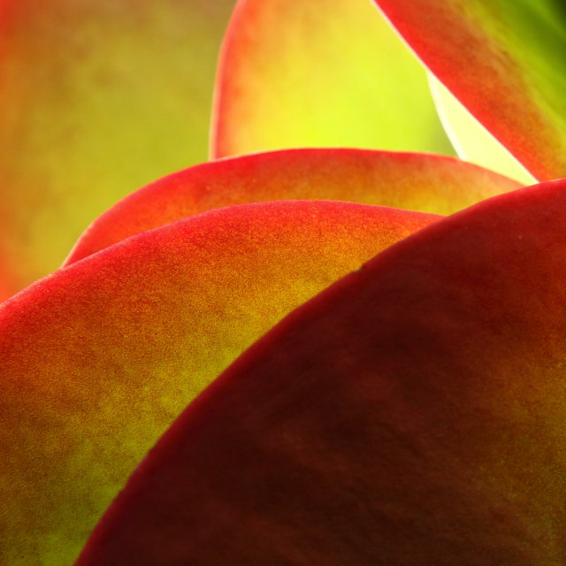 Succulent 2AM-112354_7D