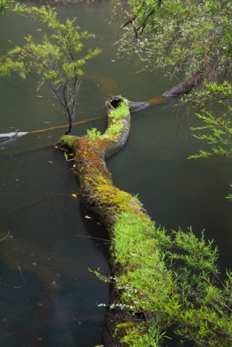 The Cascades - Lefroy Brook 2AM-112923_7D