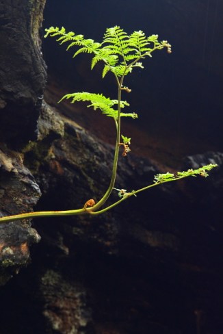 Tingle Tree - Walpole Wilderness Area 2AM-112739_7D