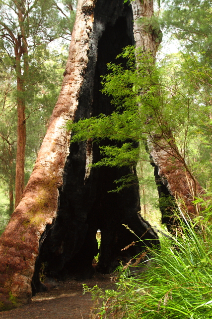 Tingle Tree - Walpole Wilderness Area 2AM-112769_7D