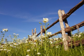12_Poppies and fence_Andrew McInnes-2AM-110209_small