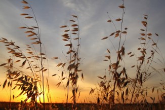 19_Wild Oats_Andrew McInnes-2AM-110425_small