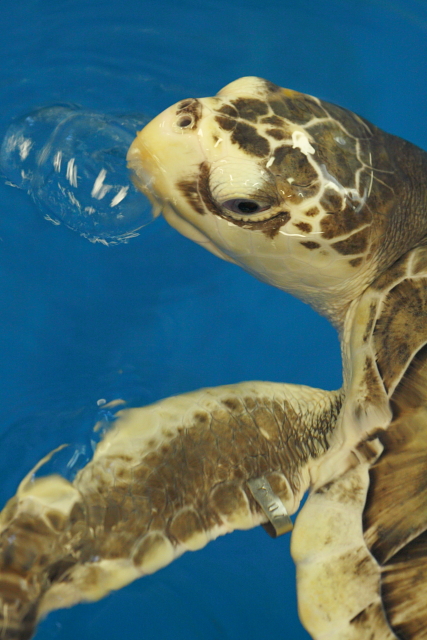 1_Kemp's ridley sea turtle_Andrew McInnes-2AM-28367_small