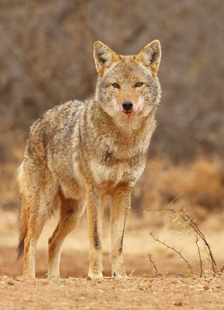 20_Coyote_Andrew McInnes-2AM-14844_small