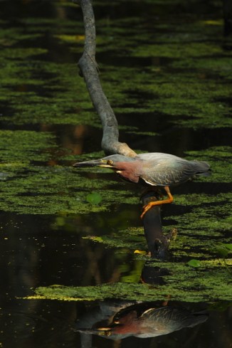 4_Green Heron_Andrew McInnes-2AM-7848_small