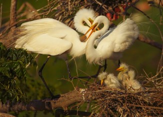 5_Great Egret Family_Andrew McInnes-2AM-7177_small