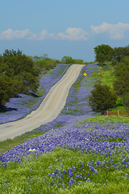 9_Bluebonnet Highway_Andrew McInnes-2AM-28665_small
