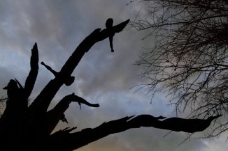 Flock of Birds 2AM-114753_7D_blog