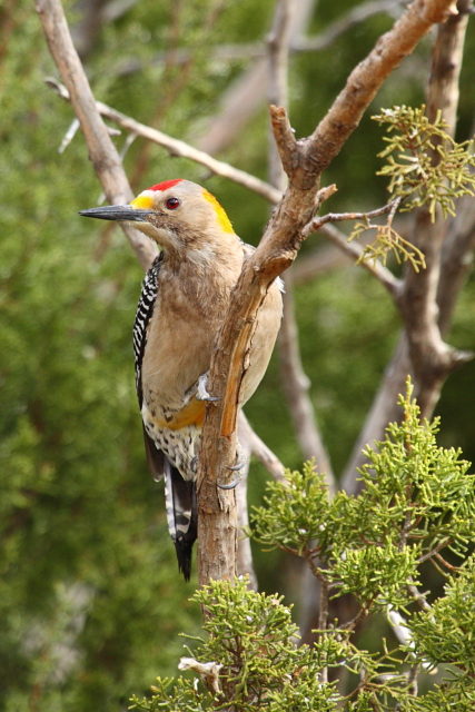 Golden-fronted Woodpecker 2AM-30656_30D_blog