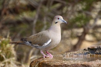 White-winged Dove 2AM-30604_30D_blog