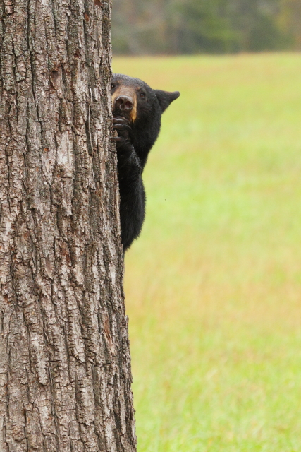 American Black Bear_2AM-000210