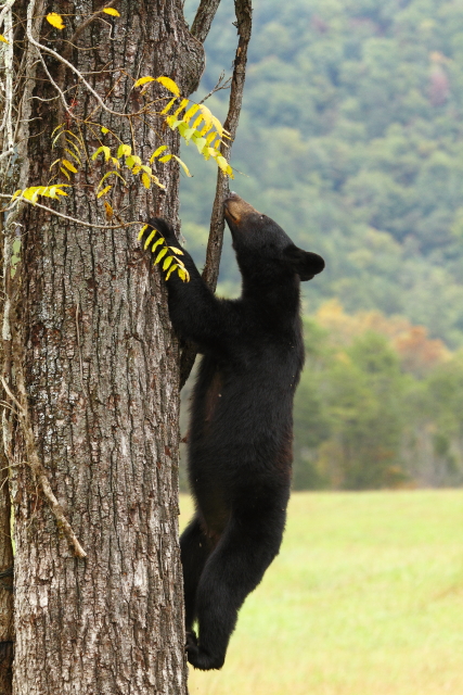 American Black Bear_2AM-000214